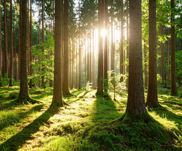 Sun streaming through a forest